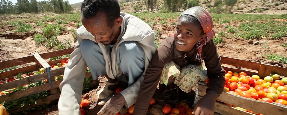 Farmers sorting Tomatoes. Ethiopia World Bank Pic